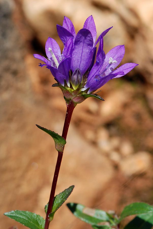 Campanula glomerata / Campanula agglomerata